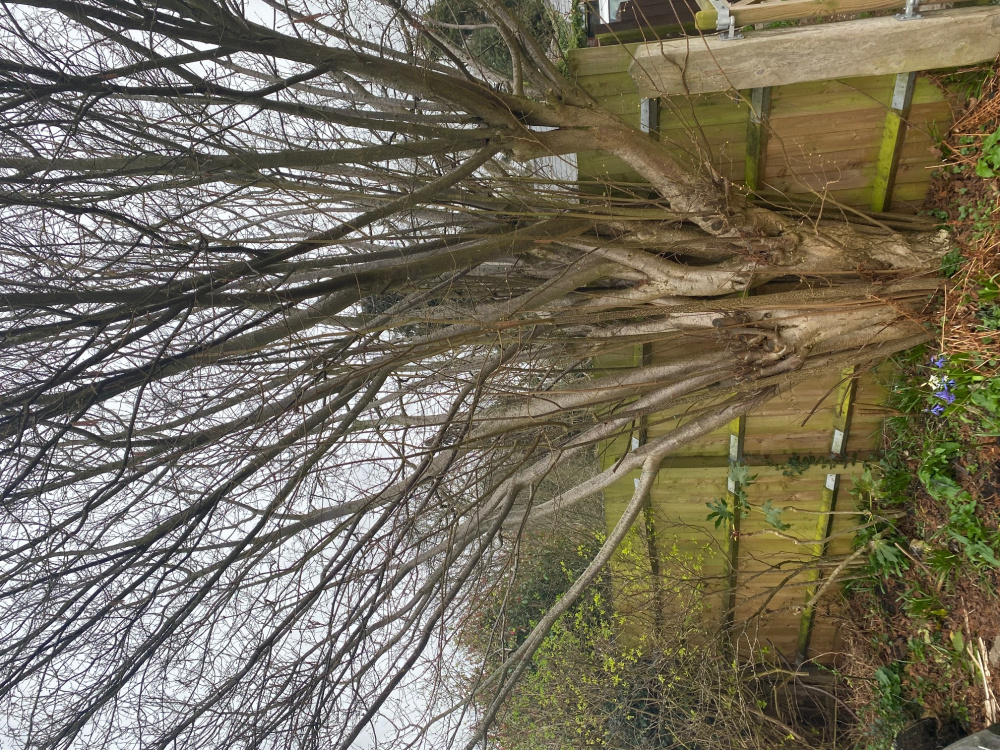 Hazelnut Tree — BBC Gardeners' World Magazine