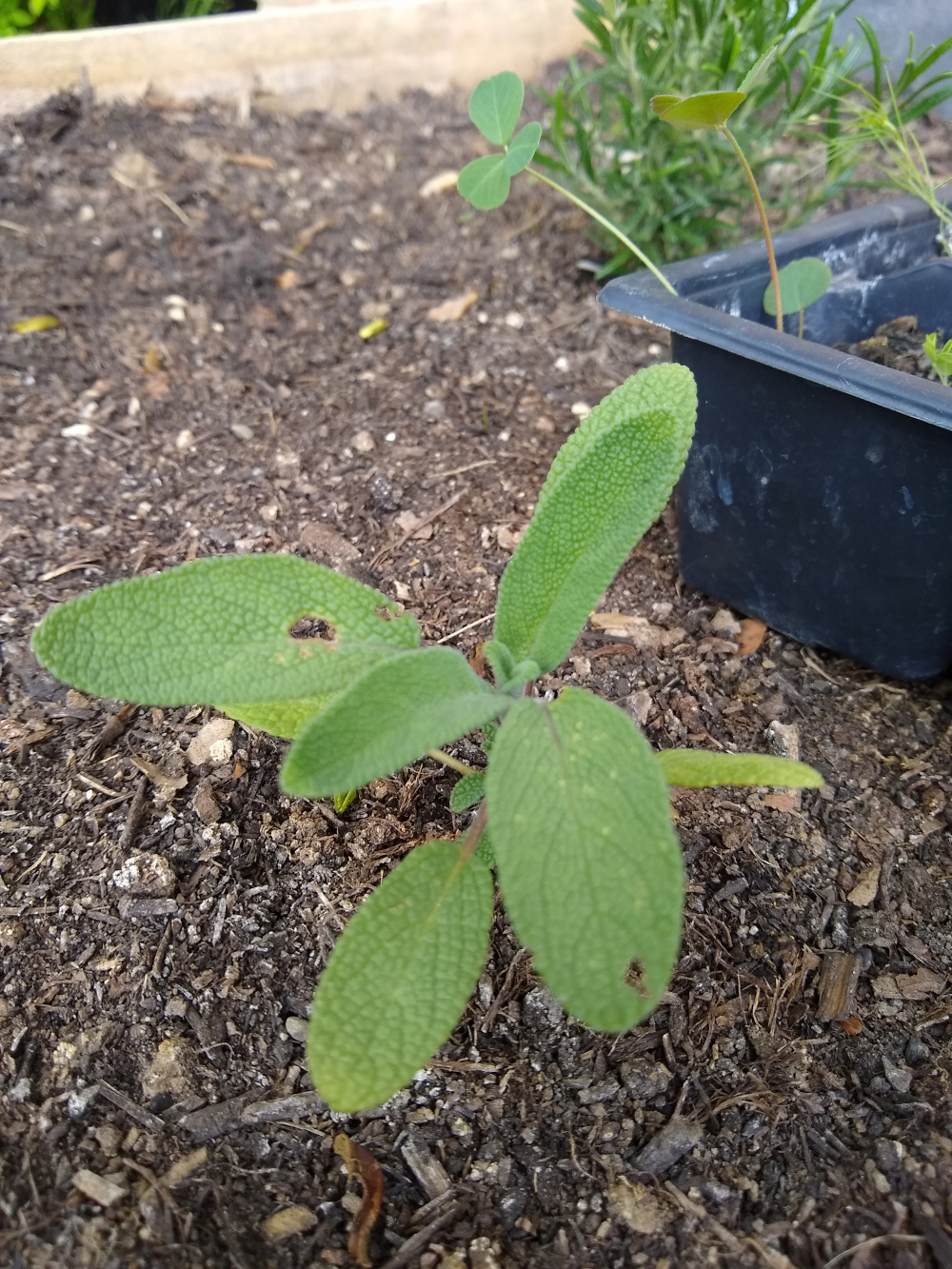 What is only eating my sage? — BBC Gardeners' World Magazine