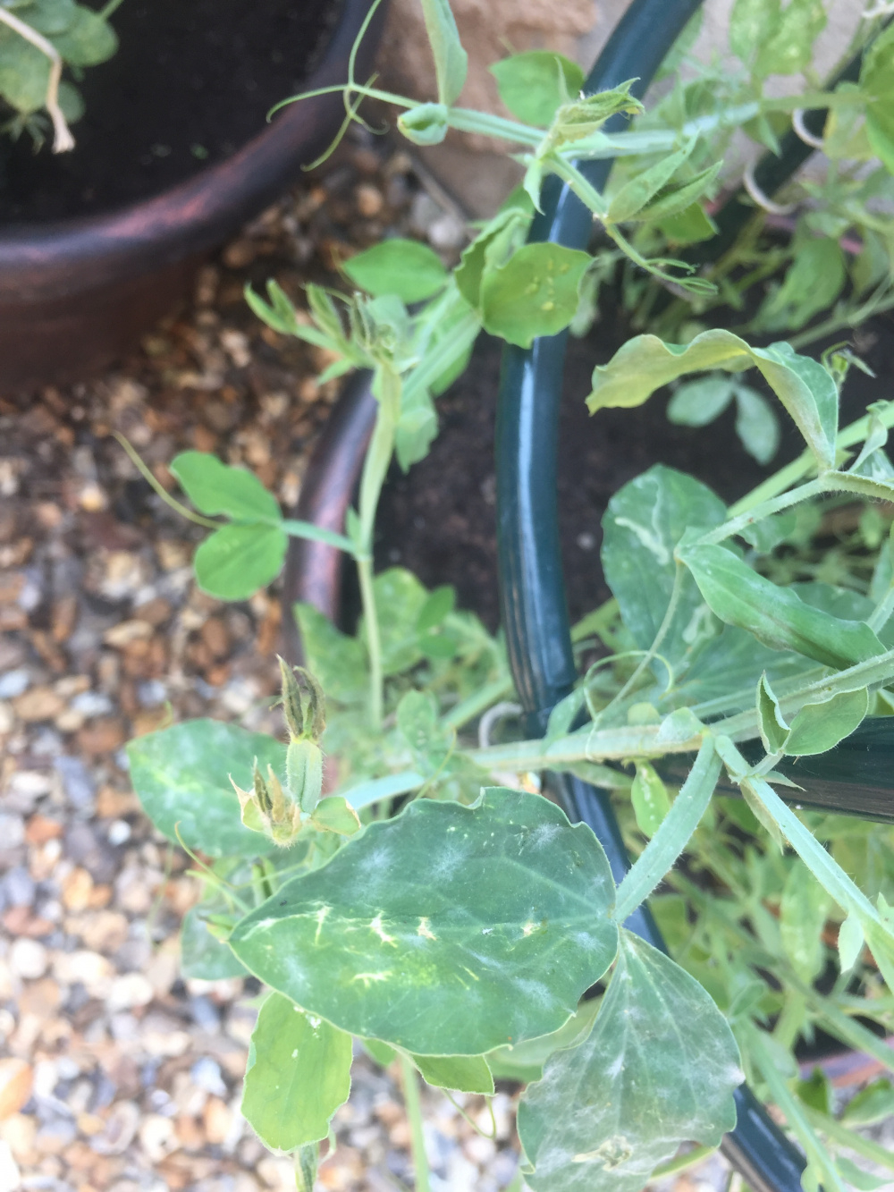 Sweet Peas not flowering Please help! — BBC Gardeners' World Magazine