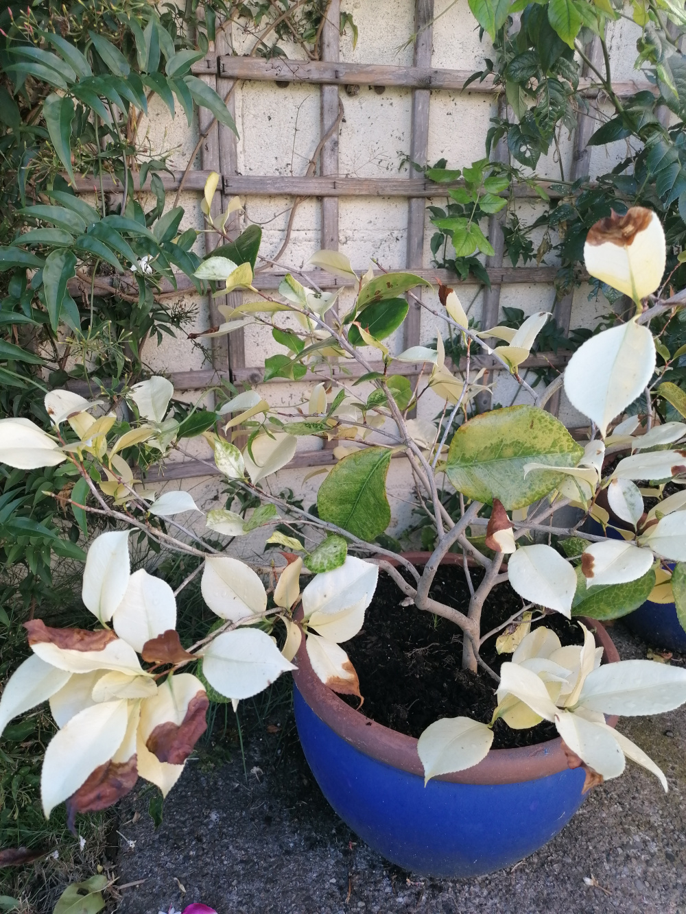 Why are my Camellia leaves yellow? — BBC Gardeners' World Magazine