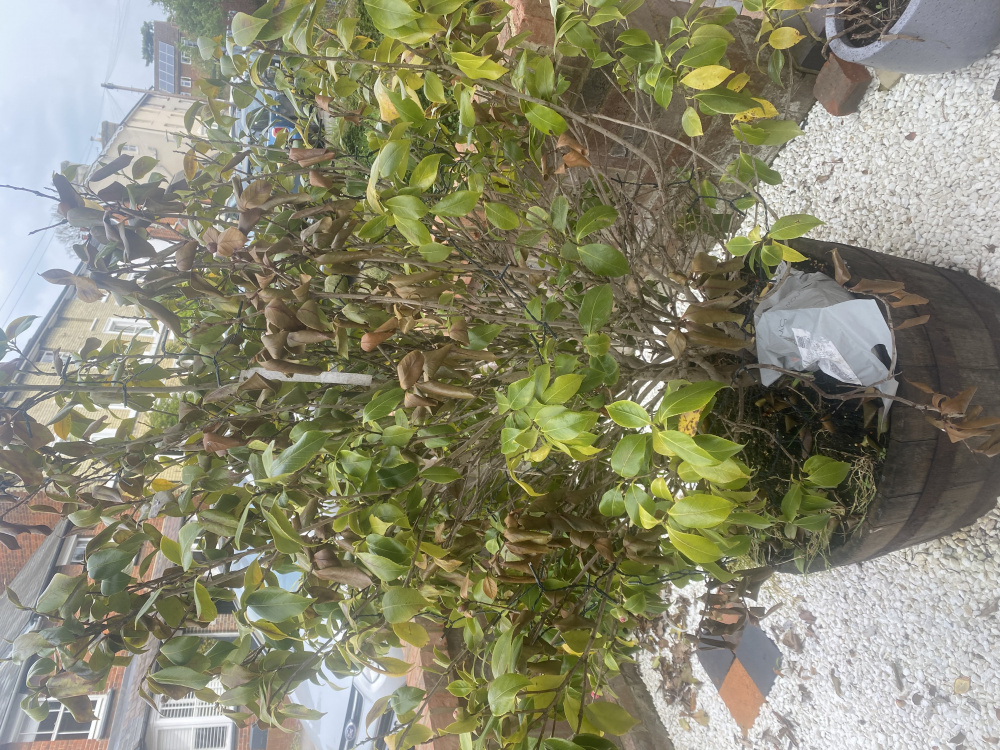 Camellia tree dying? — BBC Gardeners' World Magazine