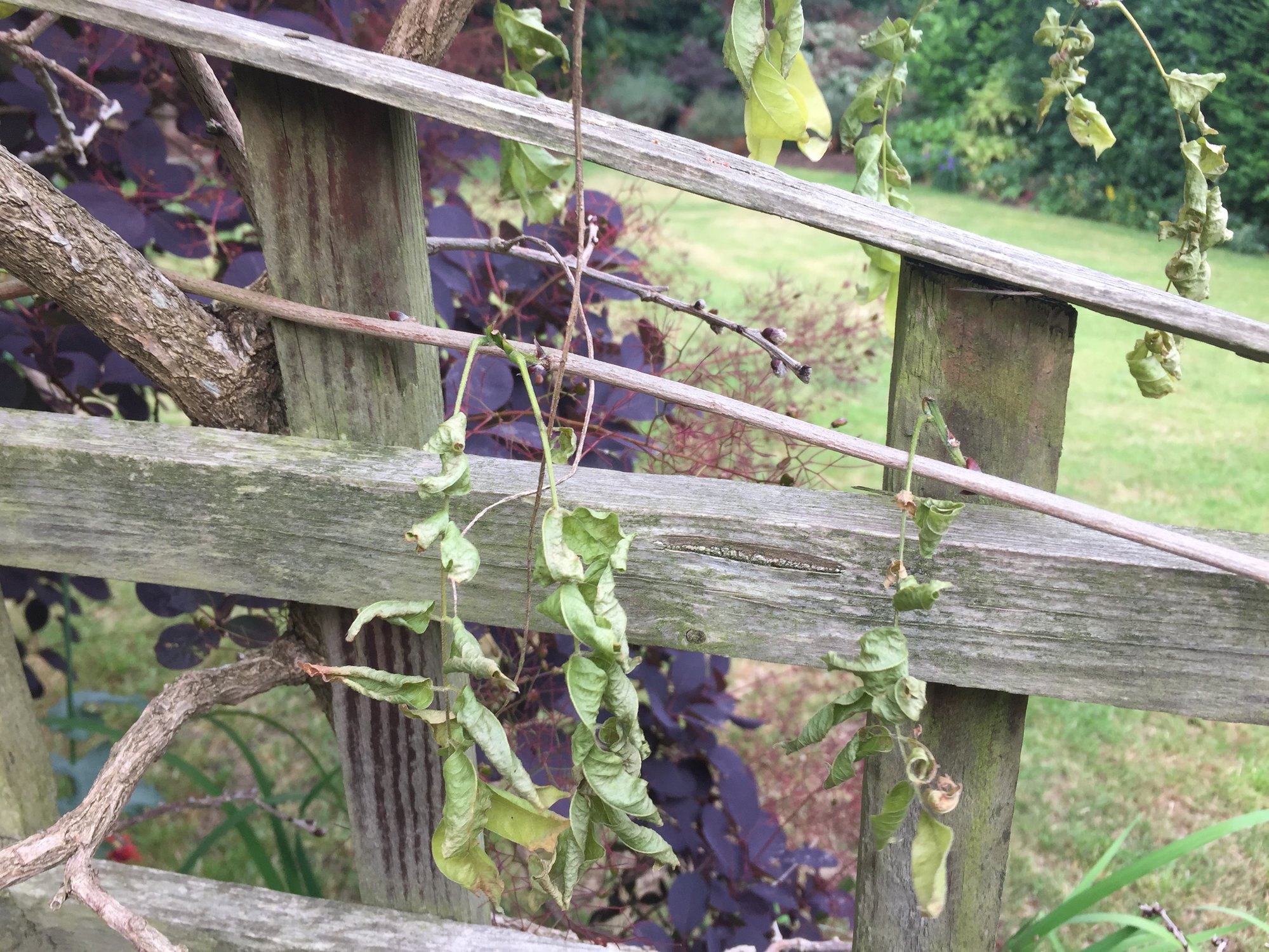 Wilting wisteria — BBC Gardeners' World Magazine
