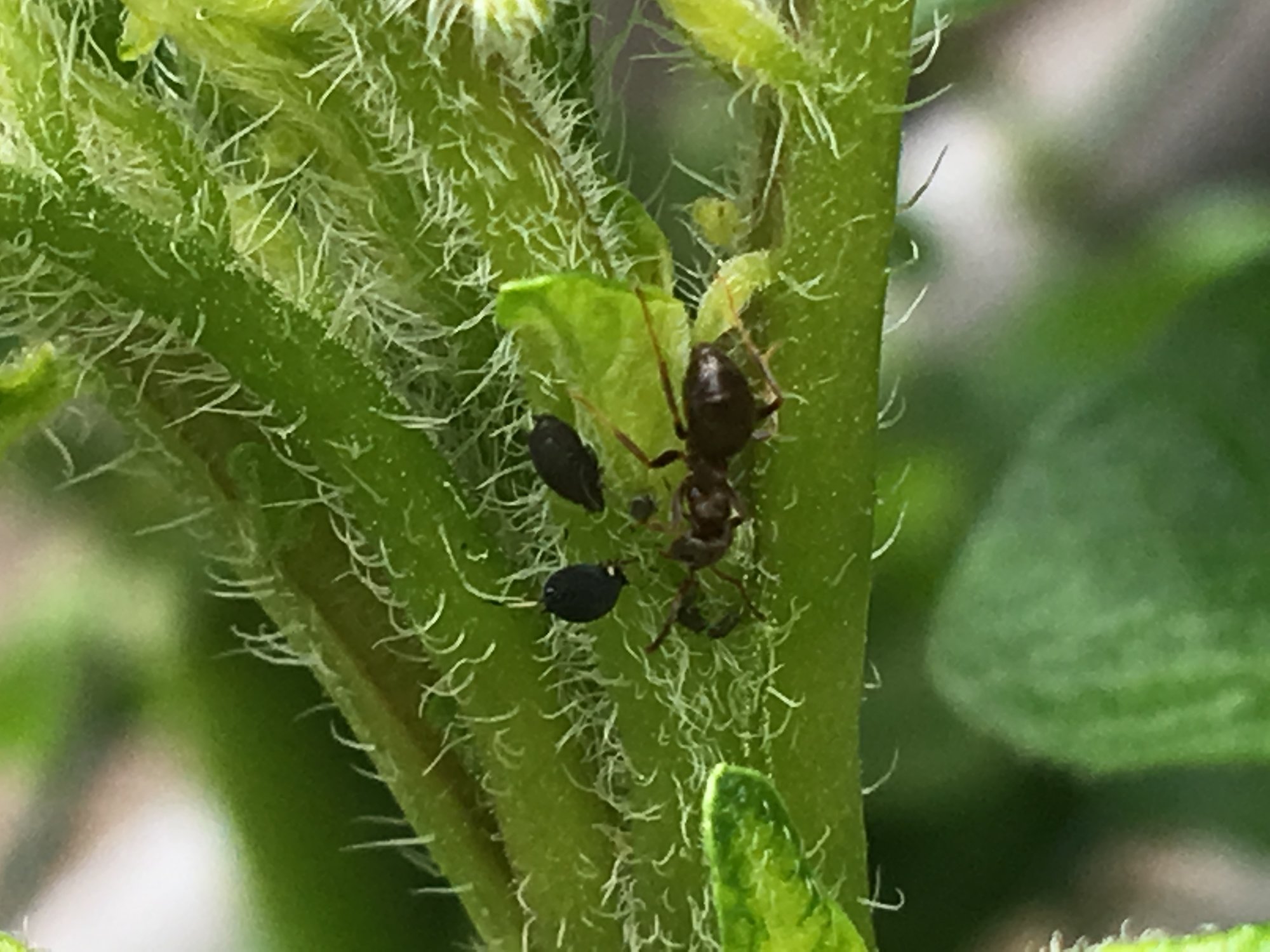 yellowing potato leaves — BBC Gardeners' World Magazine