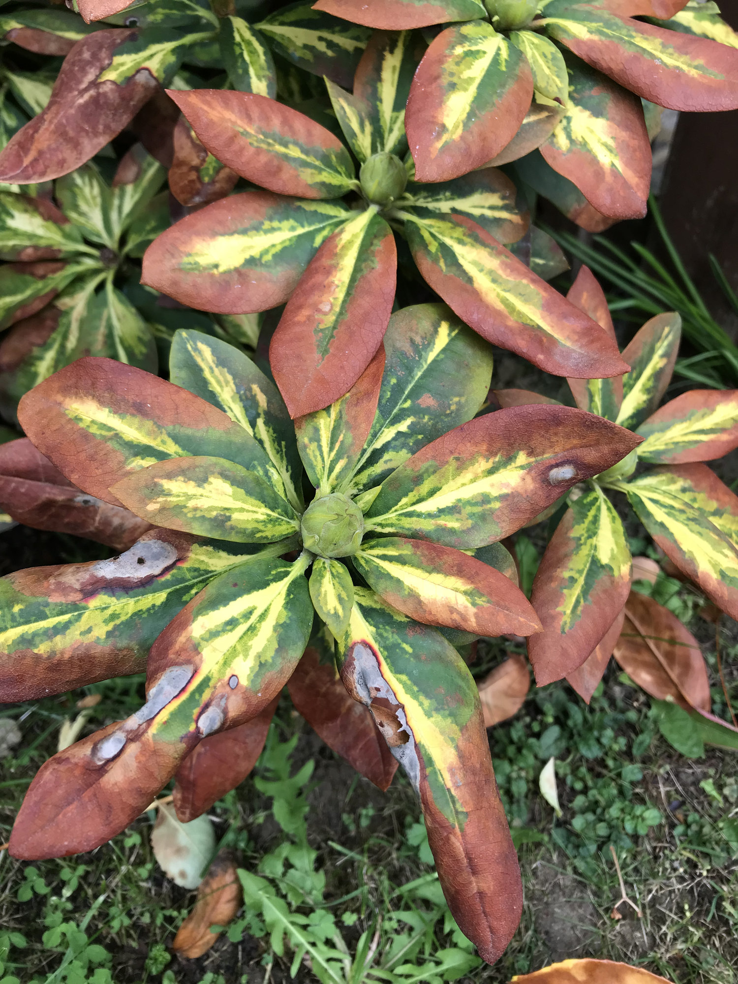 Rhododendron brown leaves — BBC Gardeners' World Magazine