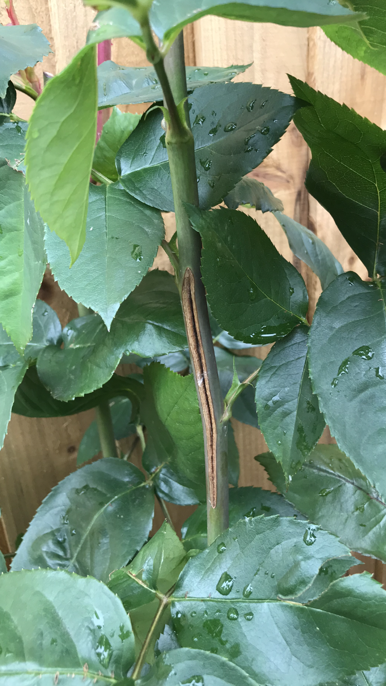 Split Rose Stem — BBC Gardeners' World Magazine