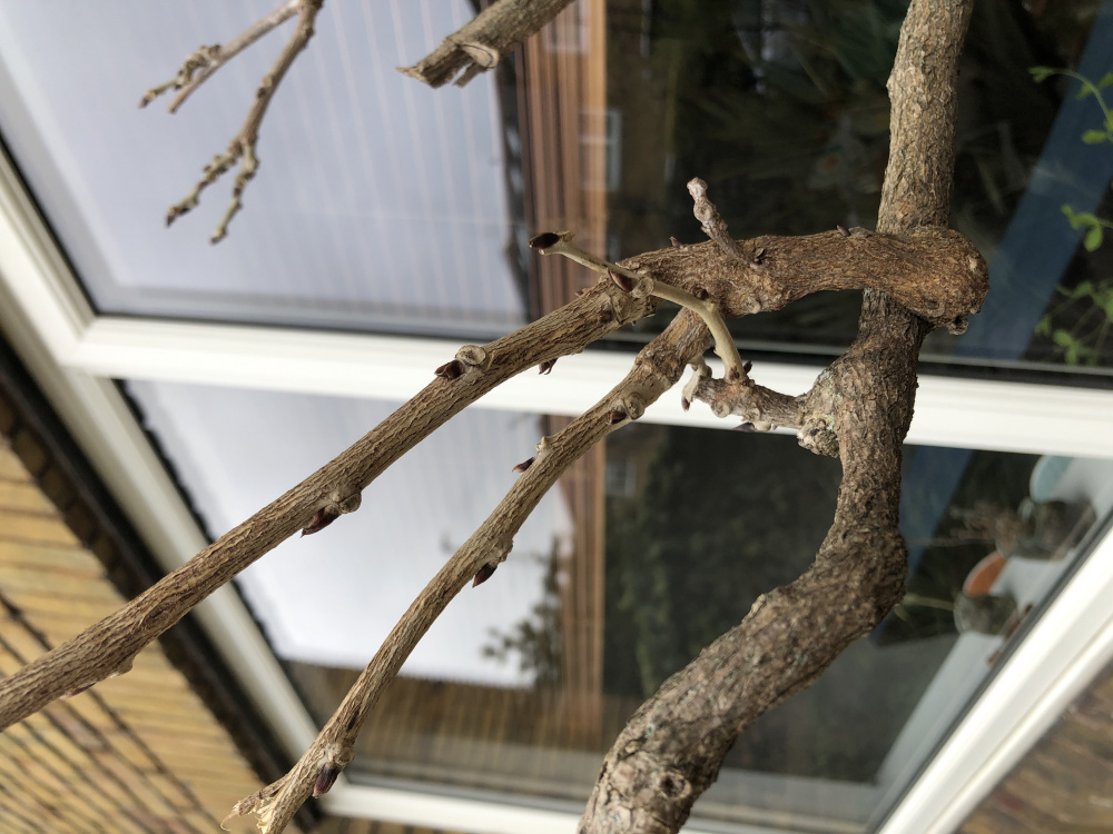 Help! Wisteria not flowering — BBC Gardeners' World Magazine