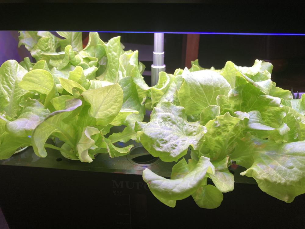 Lidl Lettuce — BBC Gardeners' World Magazine