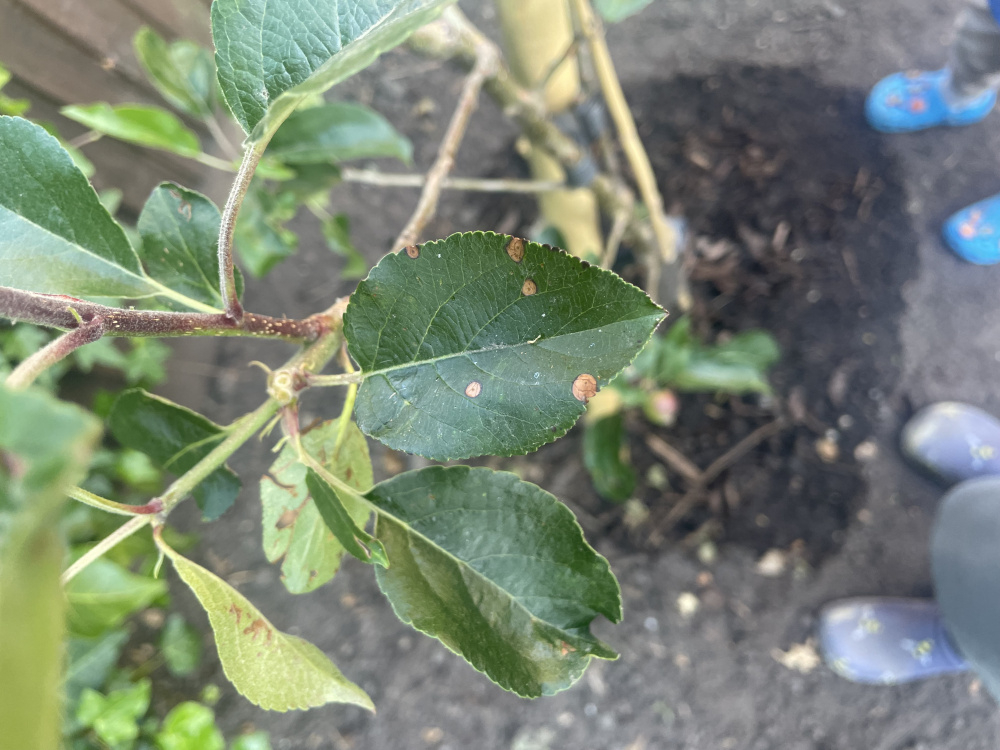 New apple tree help - brown spots on leaves — BBC Gardeners' World Magazine