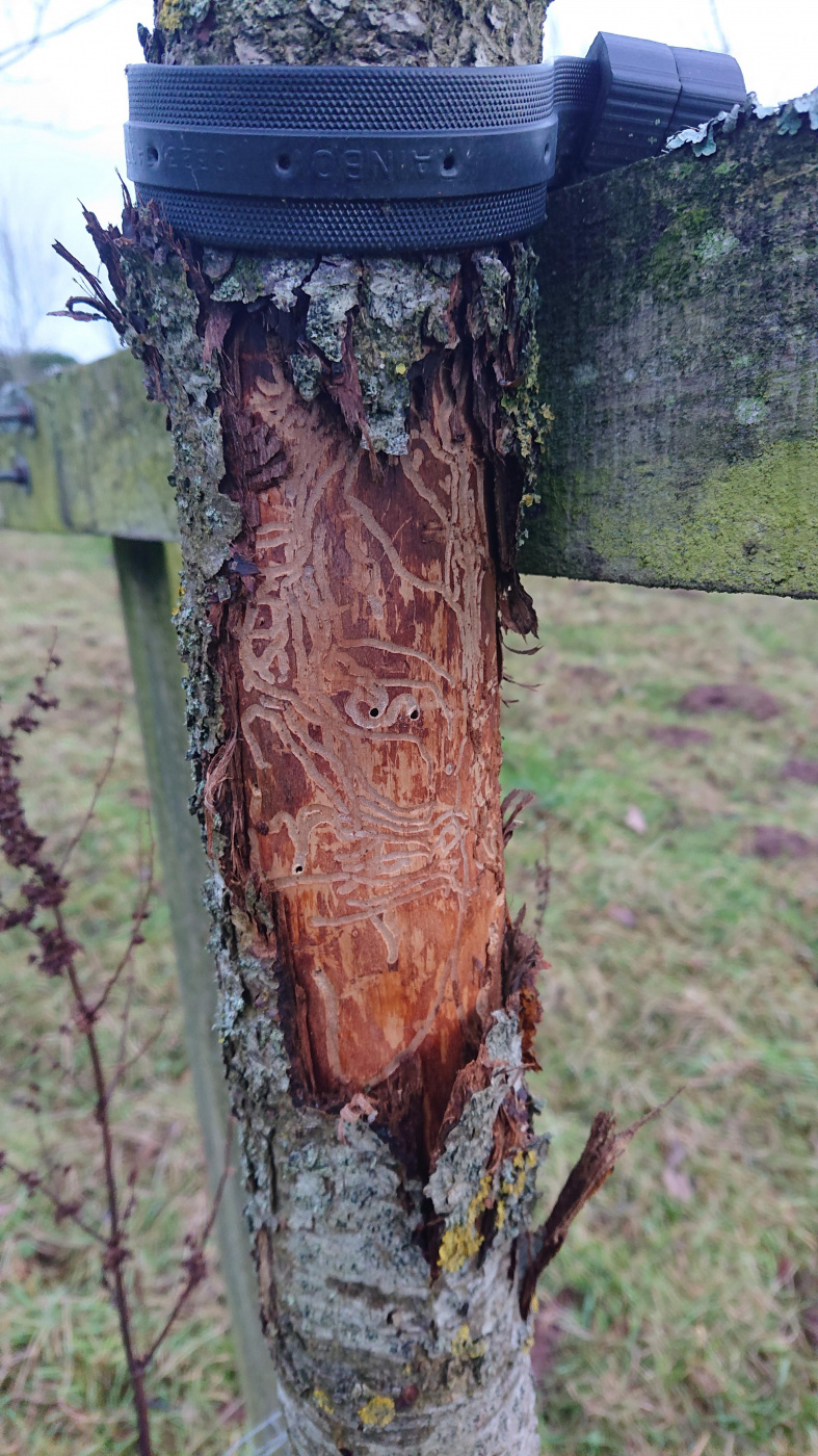 Apple trees Damage to bark with white grubs underneath — BBC Gardeners' World Magazine