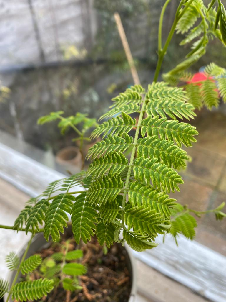 Mimosa wilt — BBC Gardeners' World Magazine