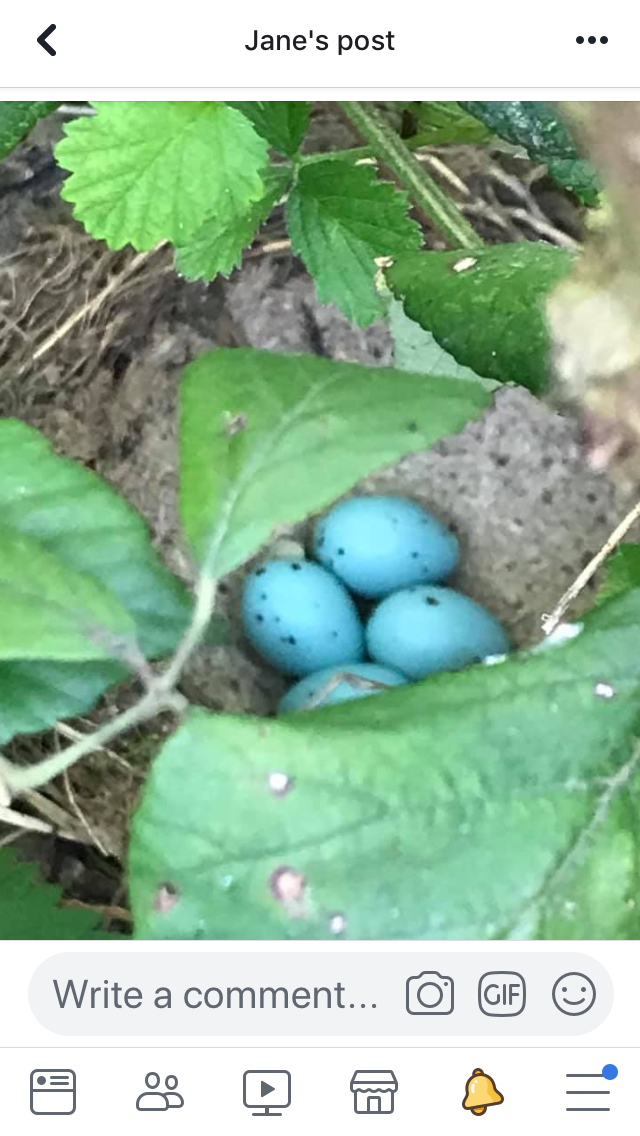 Which bird laid these eggs — BBC Gardeners' World Magazine