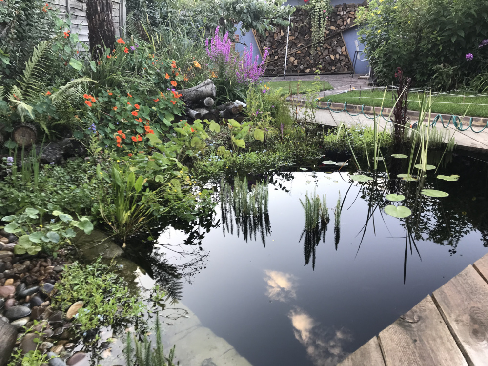 New wildlife pond/ Garden. — BBC Gardeners' World Magazine