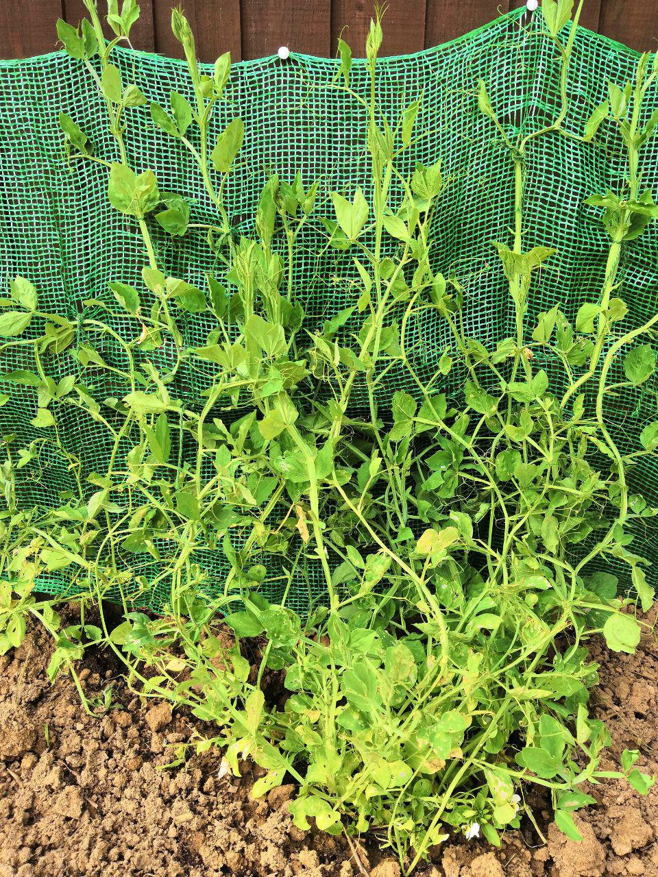 sweet peas not blooming/ Dying — BBC Gardeners' World Magazine