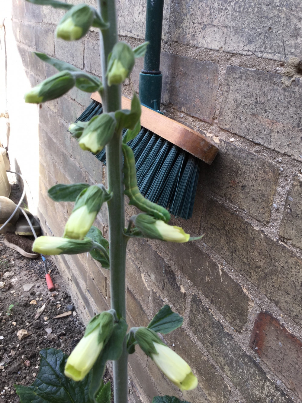 What is eating my foxglove? Page 2 — BBC Gardeners' World Magazine