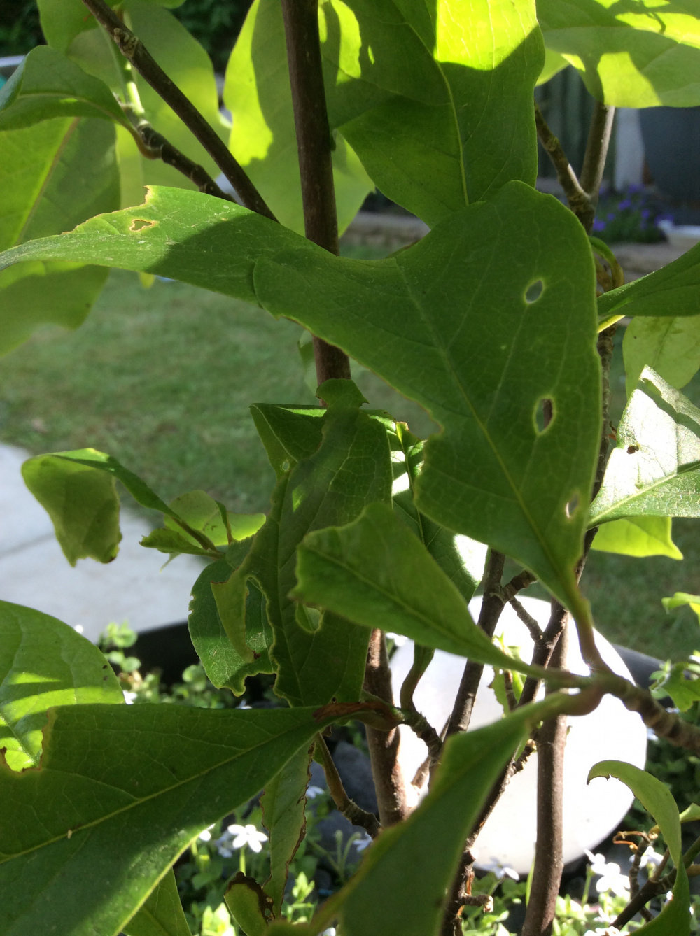 What’s eating my magnolia — BBC Gardeners' World Magazine