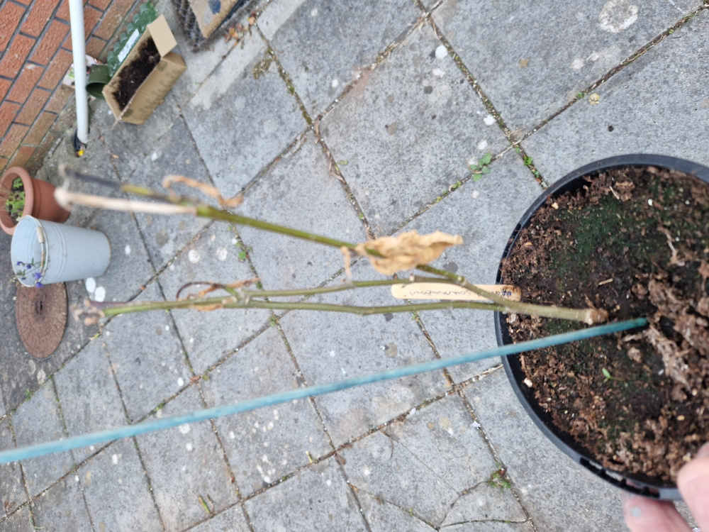 Quality of J Parkers plants — BBC Gardeners' World Magazine