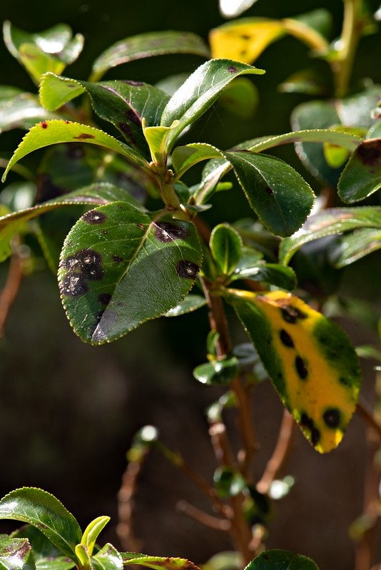 Yellow leaves on Escallonia — BBC Gardeners' World Magazine