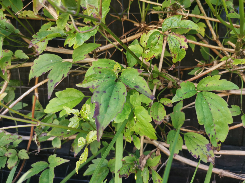 Clematis with black spot — BBC Gardeners' World Magazine