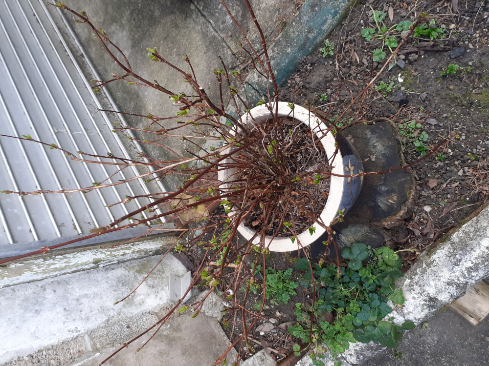 Hydrangea Runaway Bride to prune or not to prune — BBC Gardeners