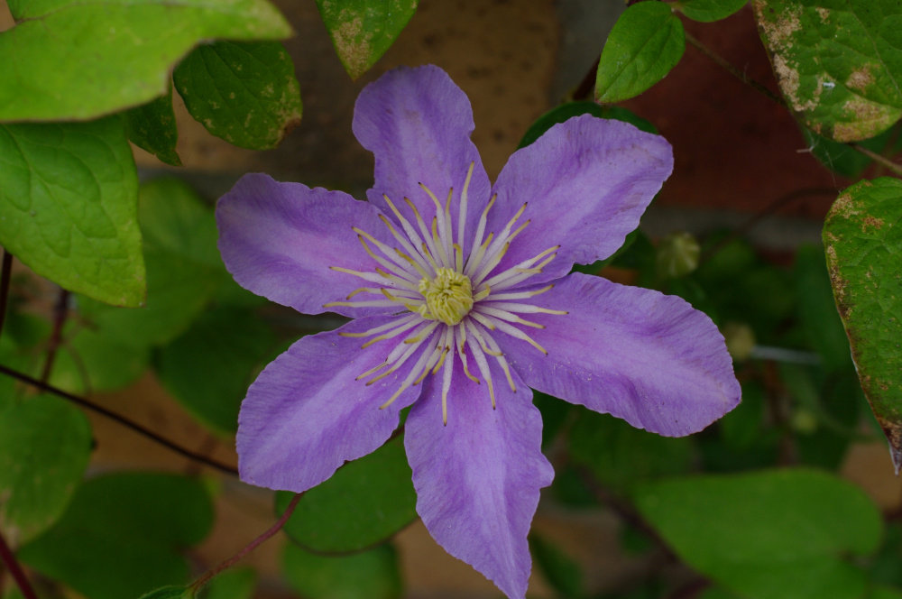 &hellip;the Clematis season&hellip; 2019&hellip; Page 27 — BBC