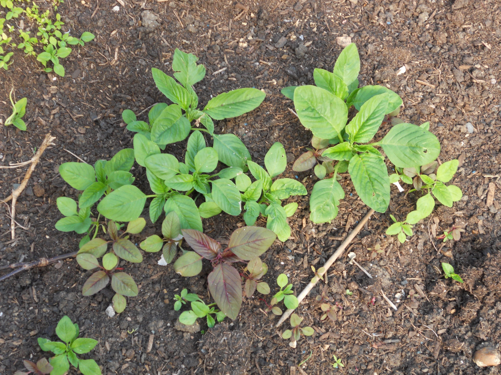 What are these flowers? — BBC Gardeners' World Magazine