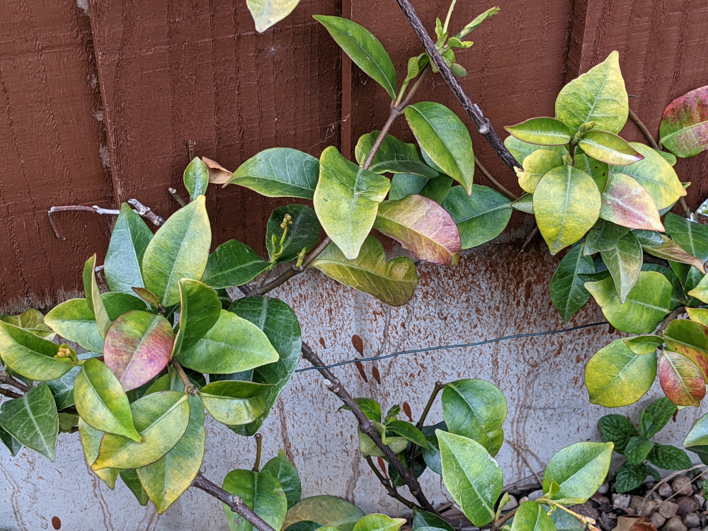 Yellowing Star Jasmine — BBC Gardeners' World Magazine