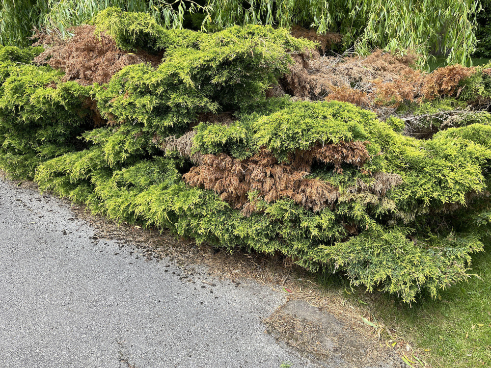 Problems with Creeping Juniper — BBC Gardeners' World Magazine