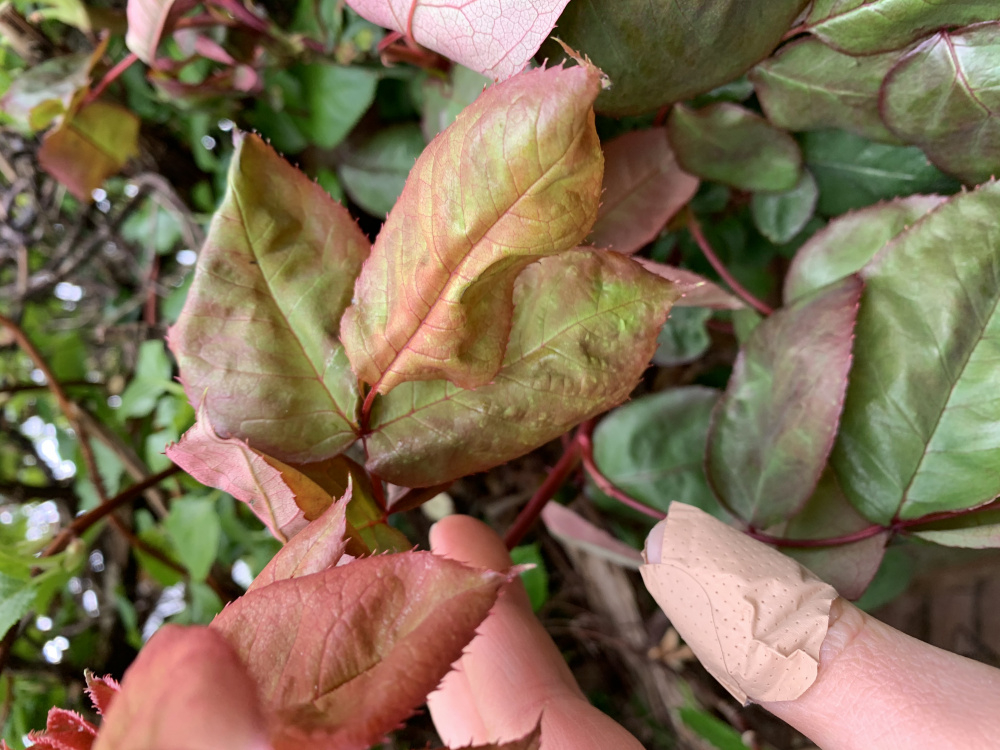 Droopy rose leaves — BBC Gardeners' World Magazine