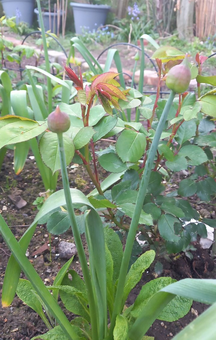 Why do some alliums have two heads? — BBC Gardeners' World Magazine
