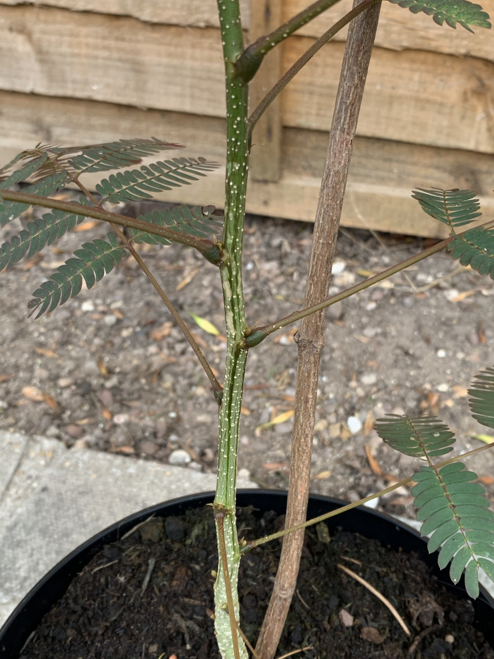 Mimosa vascular wilt — BBC Gardeners' World Magazine