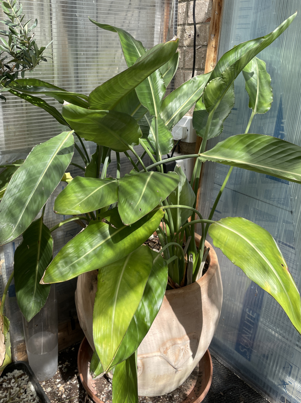 No flowers — BBC Gardeners' World Magazine