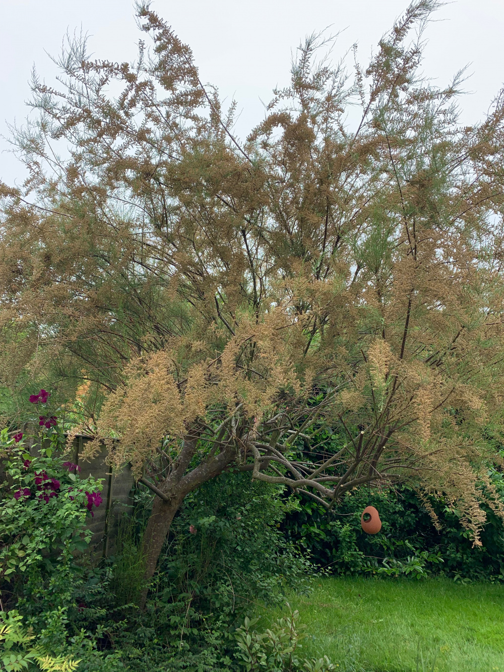 Tamarisk Tree Pruning (woody) — BBC Gardeners' World Magazine