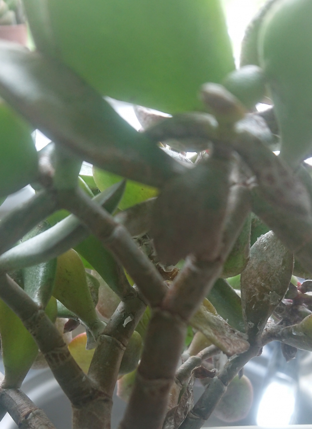 Scales on jade plant — BBC Gardeners' World Magazine