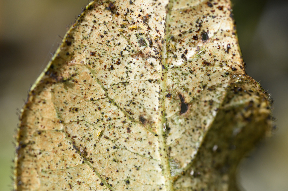 Viburnum disease — BBC Gardeners' World Magazine