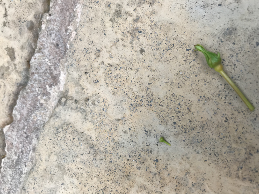 Mini rose buds falling off — BBC Gardeners' World Magazine