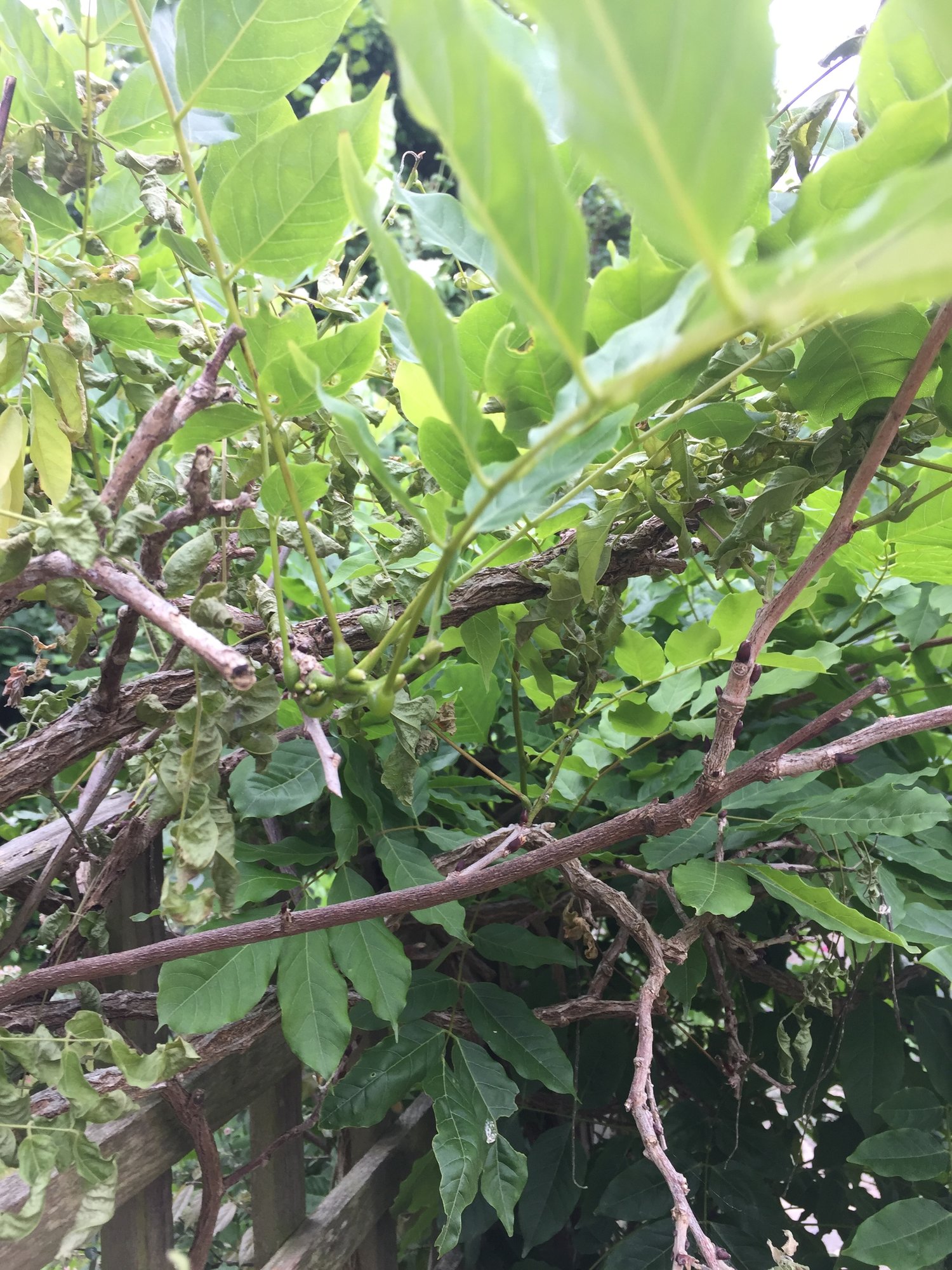 Wilting wisteria — BBC Gardeners' World Magazine
