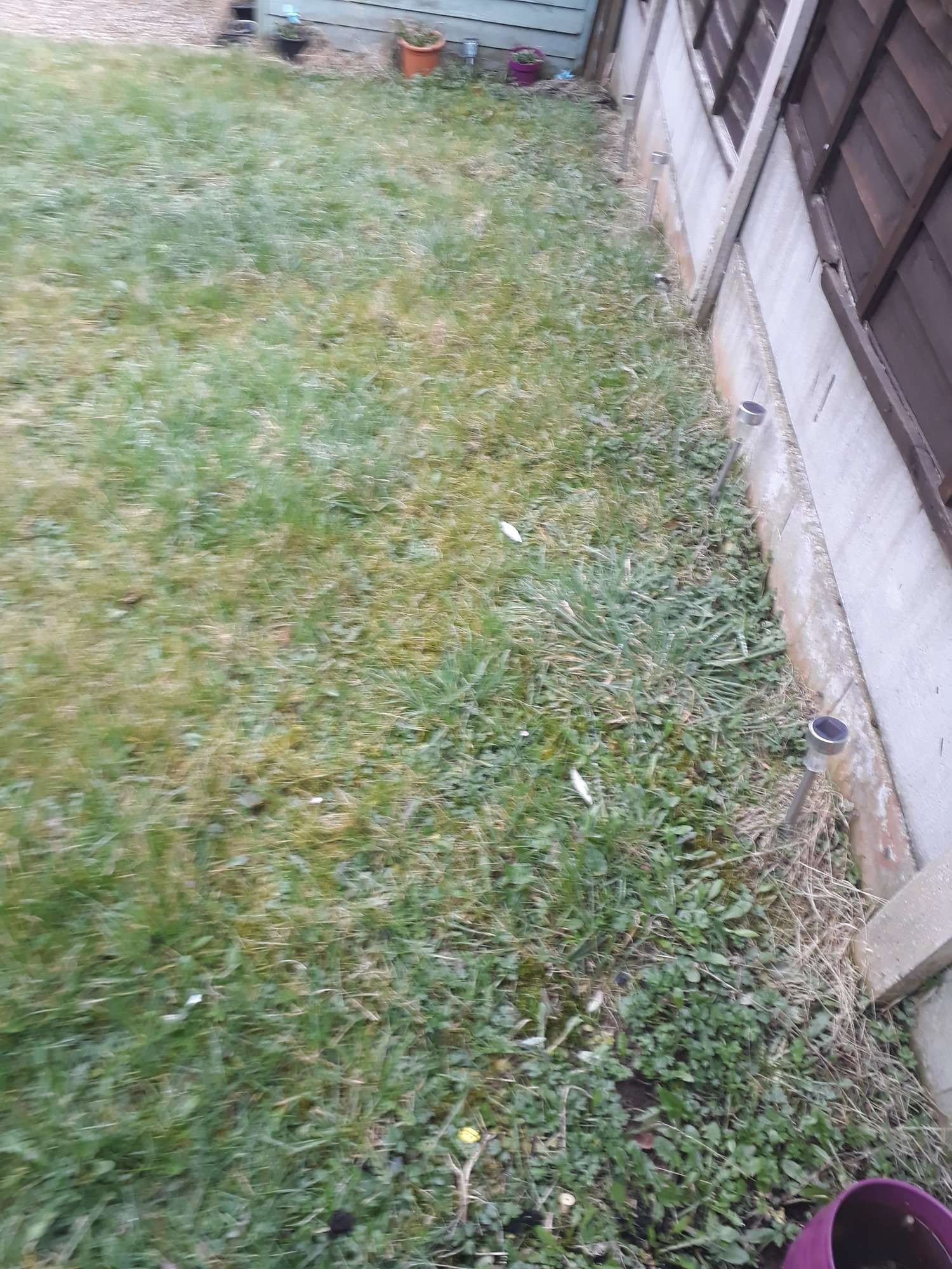 Plants for boggy/clay like soil — BBC Gardeners' World Magazine