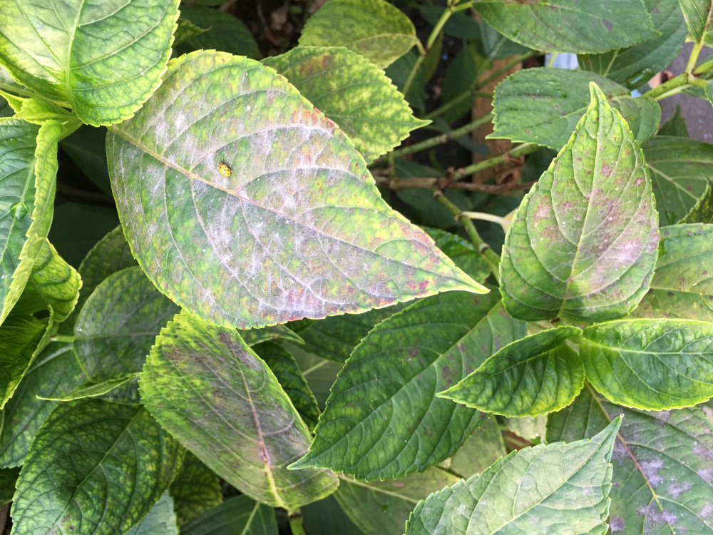 Hydrangeas losing their leaves — BBC Gardeners' World Magazine