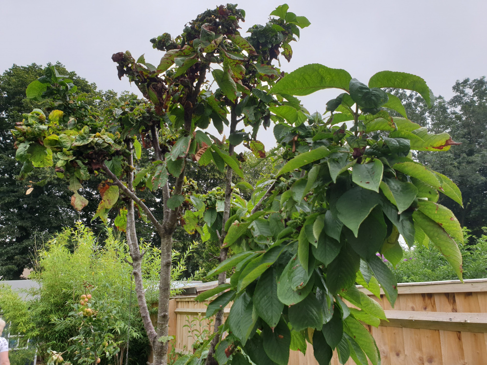 Cherry Blossom tree problem — BBC Gardeners' World Magazine