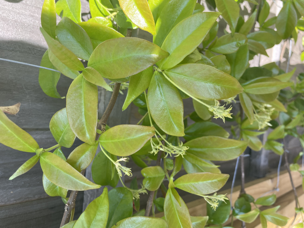 What’s wrong with my star jasmine? — BBC Gardeners' World Magazine