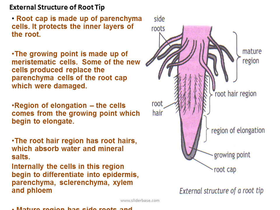 Root tip. The structure of roundworms. phloem cell structure. internal structure of the rabbit. root having.