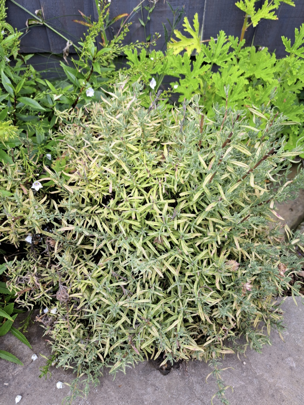 Yellowing lavender — BBC Gardeners' World Magazine