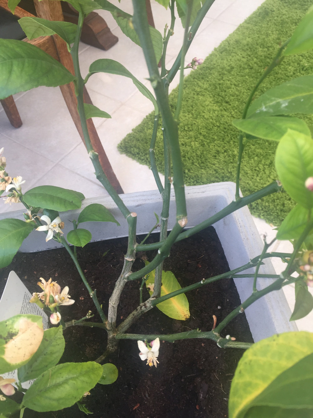 Meyers Lemon Tree Dying? — BBC Gardeners' World Magazine