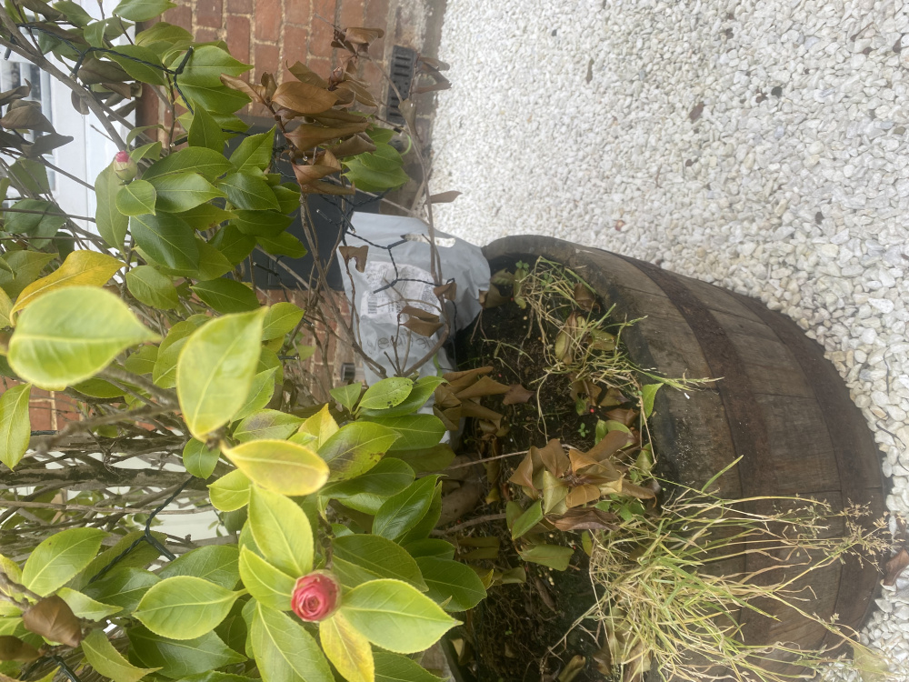 Camellia tree dying? — BBC Gardeners' World Magazine