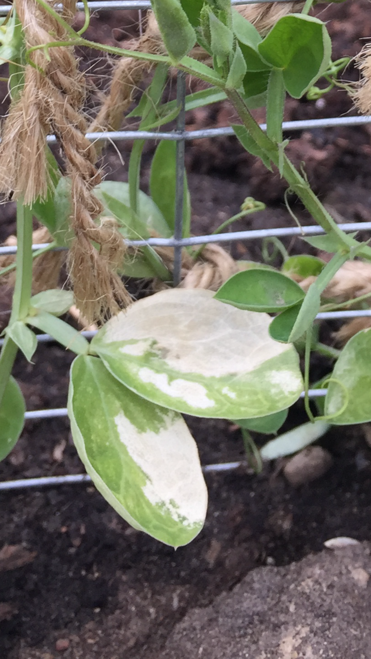 Help identifying sweet pea problem — BBC Gardeners' World Magazine
