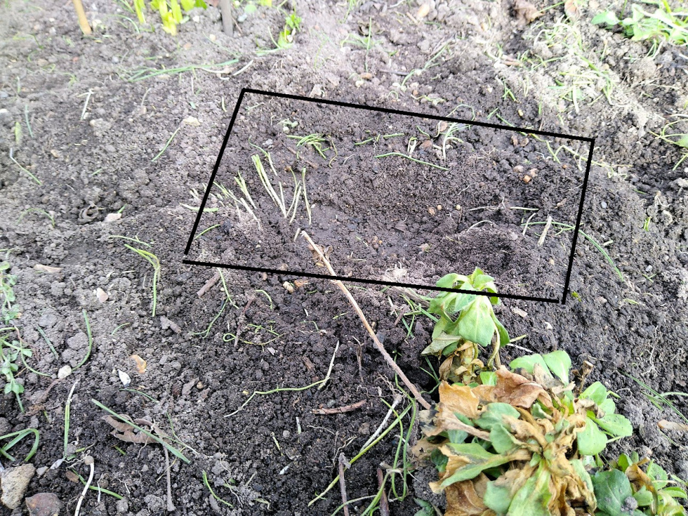 Shallow digging in the flower borders — BBC Gardeners' World Magazine