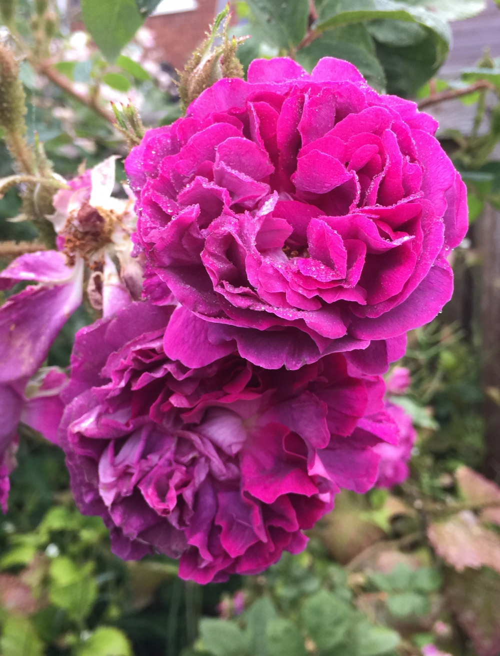 ROSES Spring/Summer Season 2021 Page 200 — BBC Gardeners' World