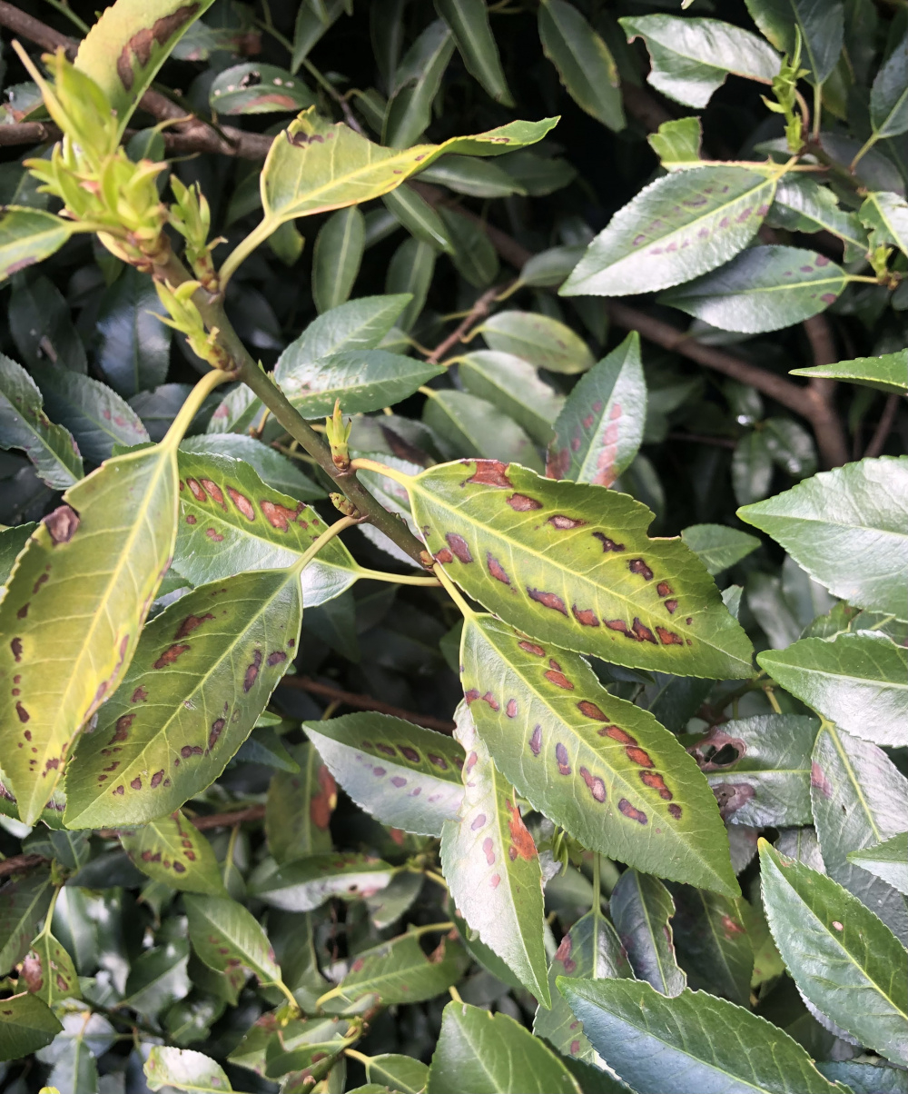 Portuguese laurel problem — BBC Gardeners