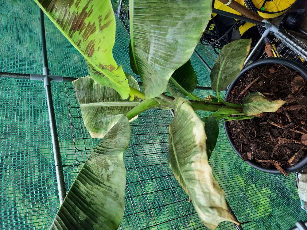 Banana plant wilting — BBC Gardeners' World Magazine