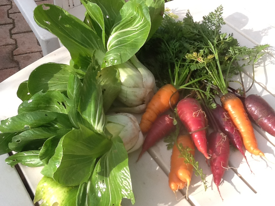 Cabbage and Carrots...... — BBC Gardeners' World Magazine